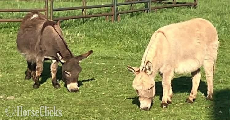 "Bella and Millie" Dun Mare Donkey in Indiana