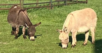"Bella and Millie" Dun Mare Donkey