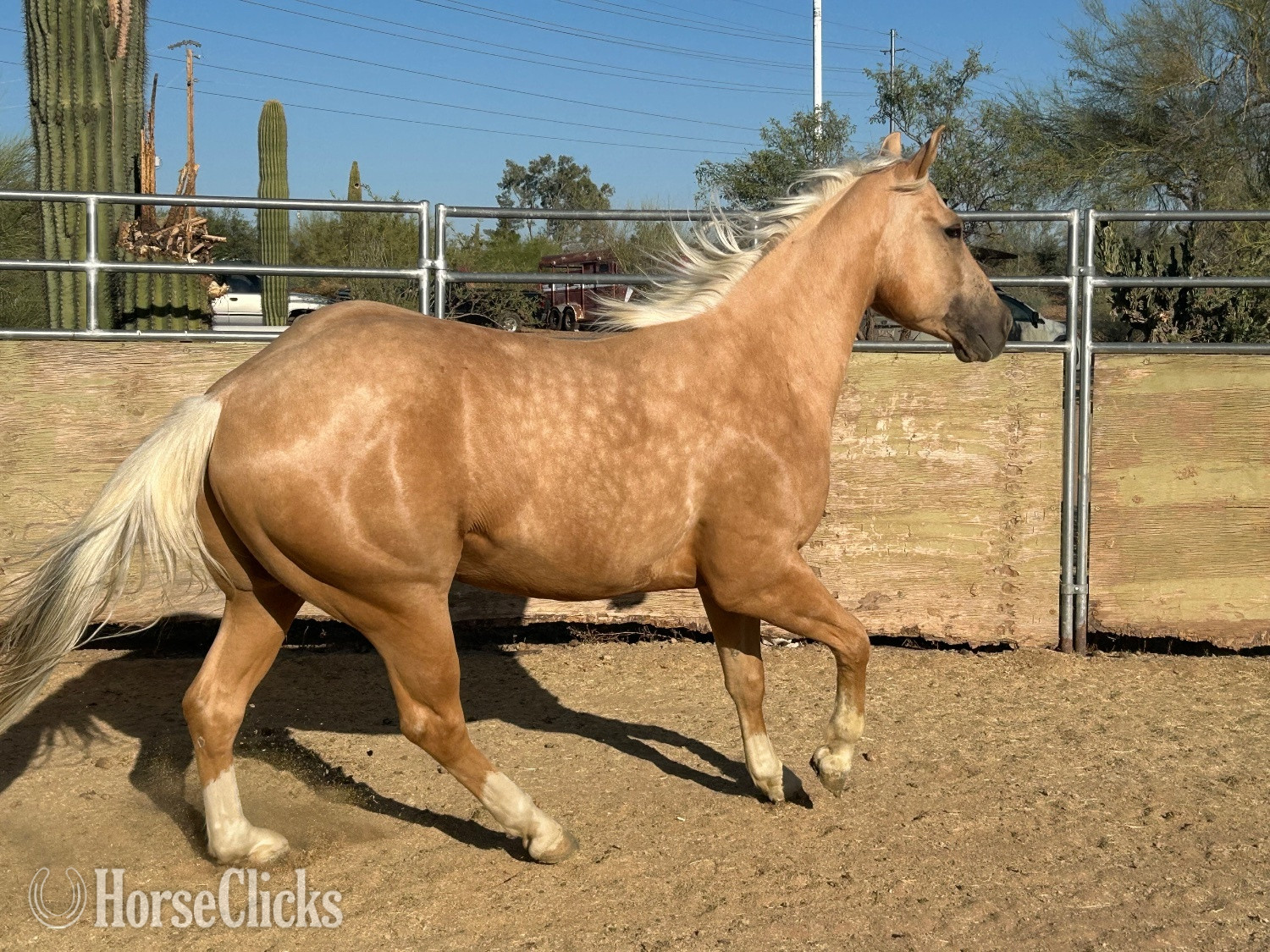 "Skeeter" Palomino Gelding Quarter Horse in Arizona