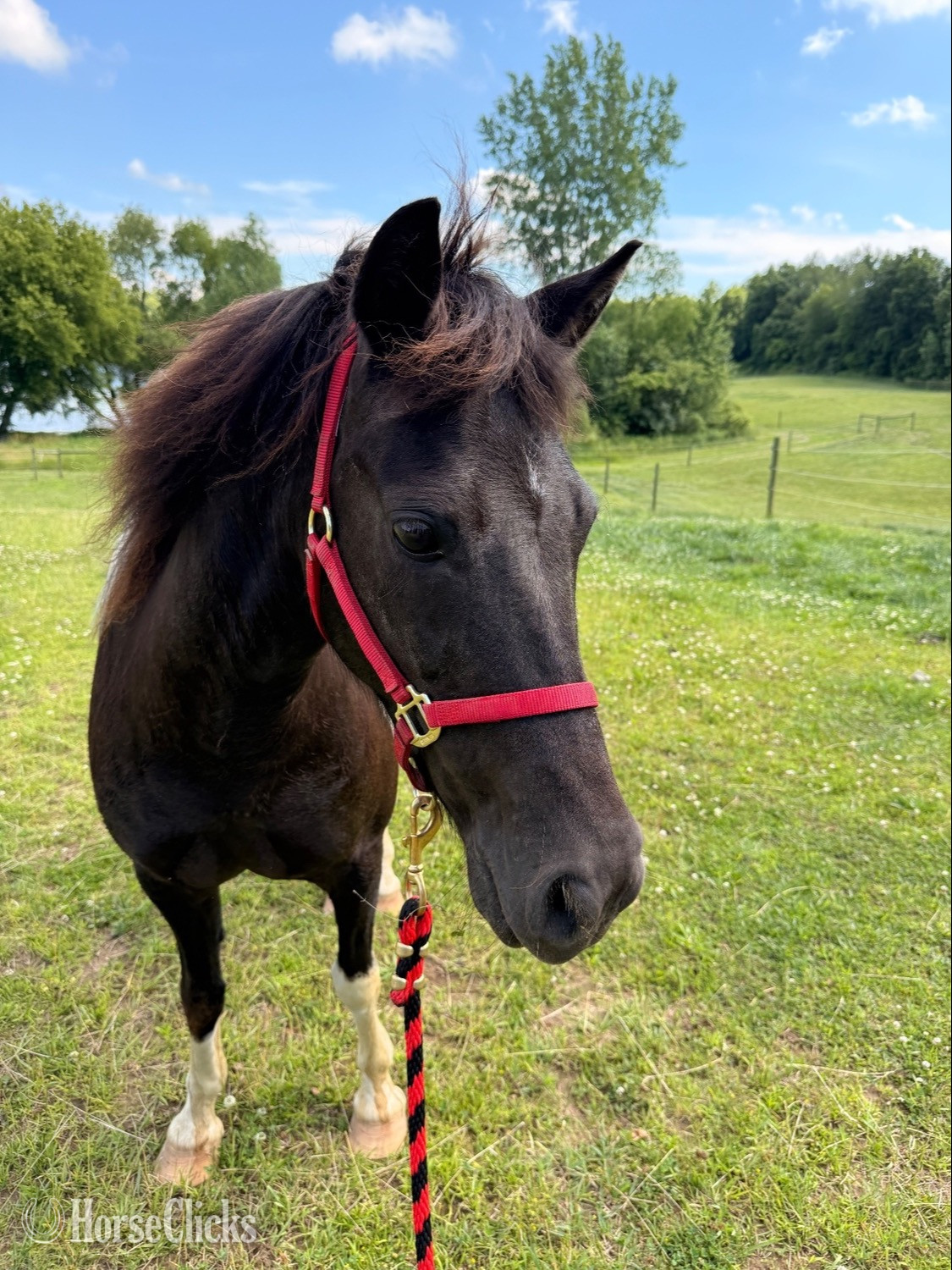 "Louise" Spotted Mare Pony