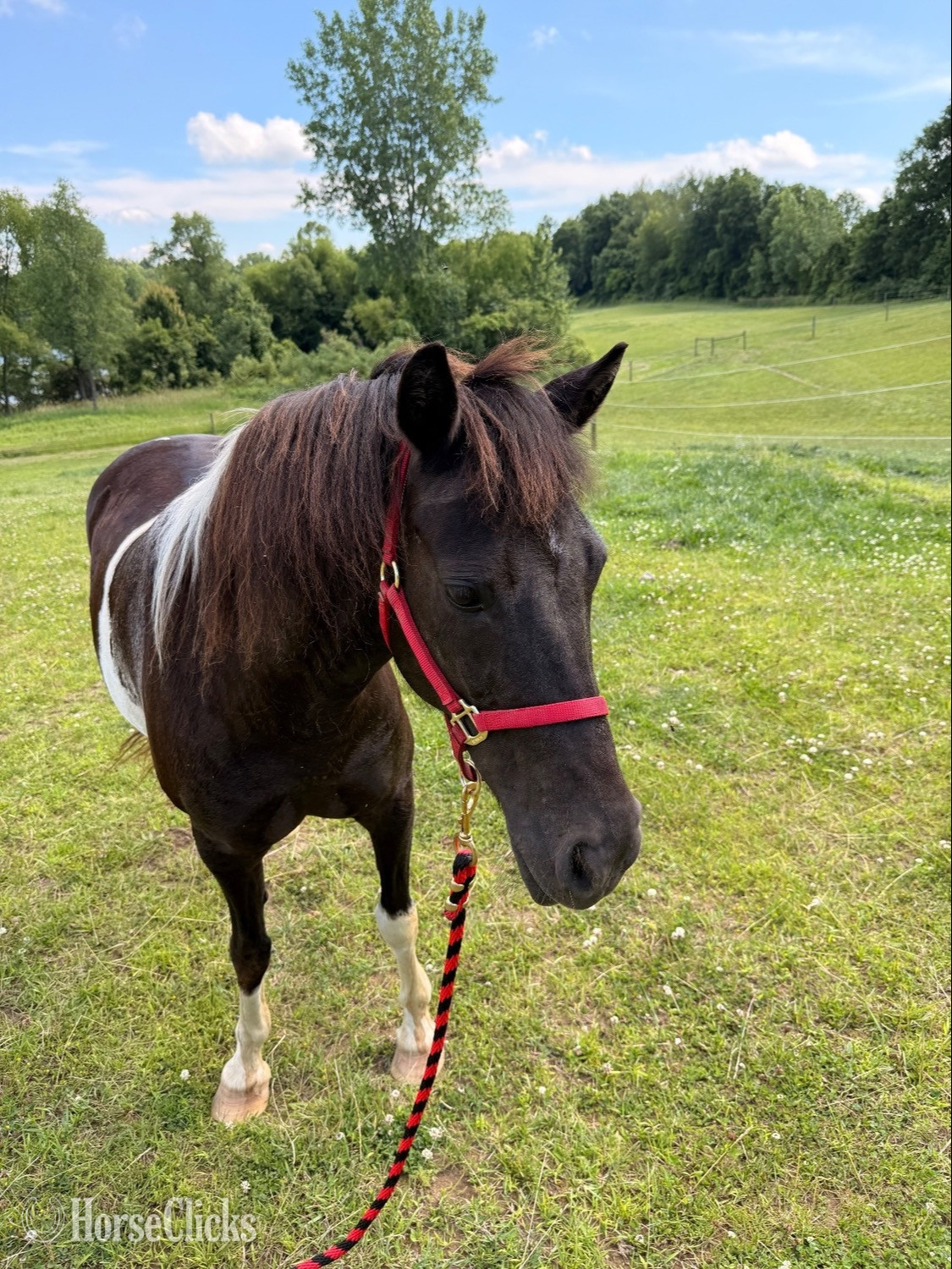 Michigan "Louise" Spotted Mare Pony