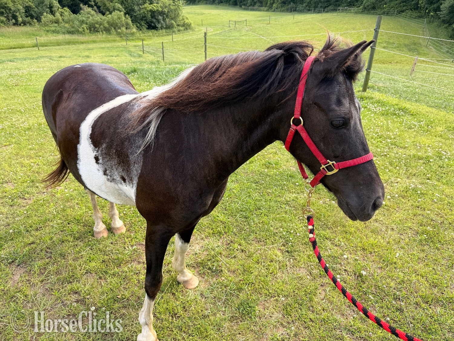 "Louise" Spotted Mare Pony - Pony in Michigan