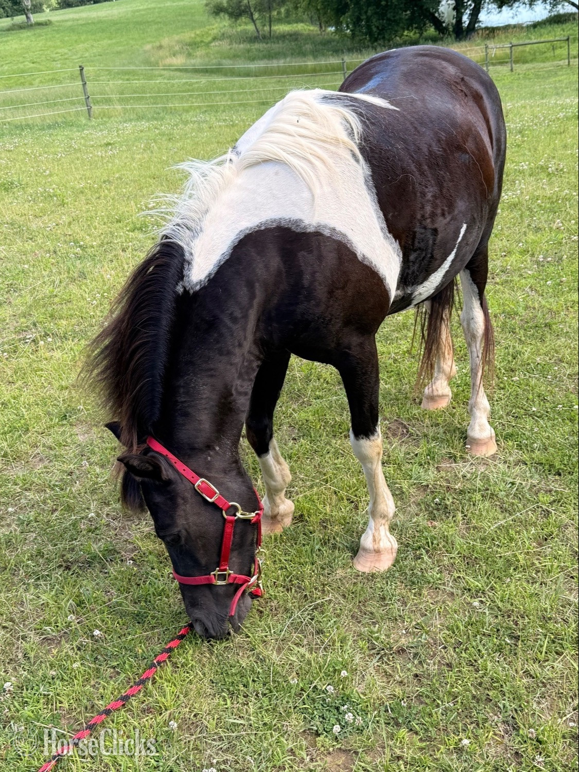"Louise" Spotted Mare Pony - Pony