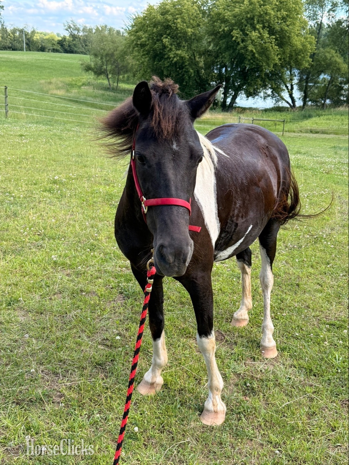 "Louise" Spotted Mare Pony Michigan