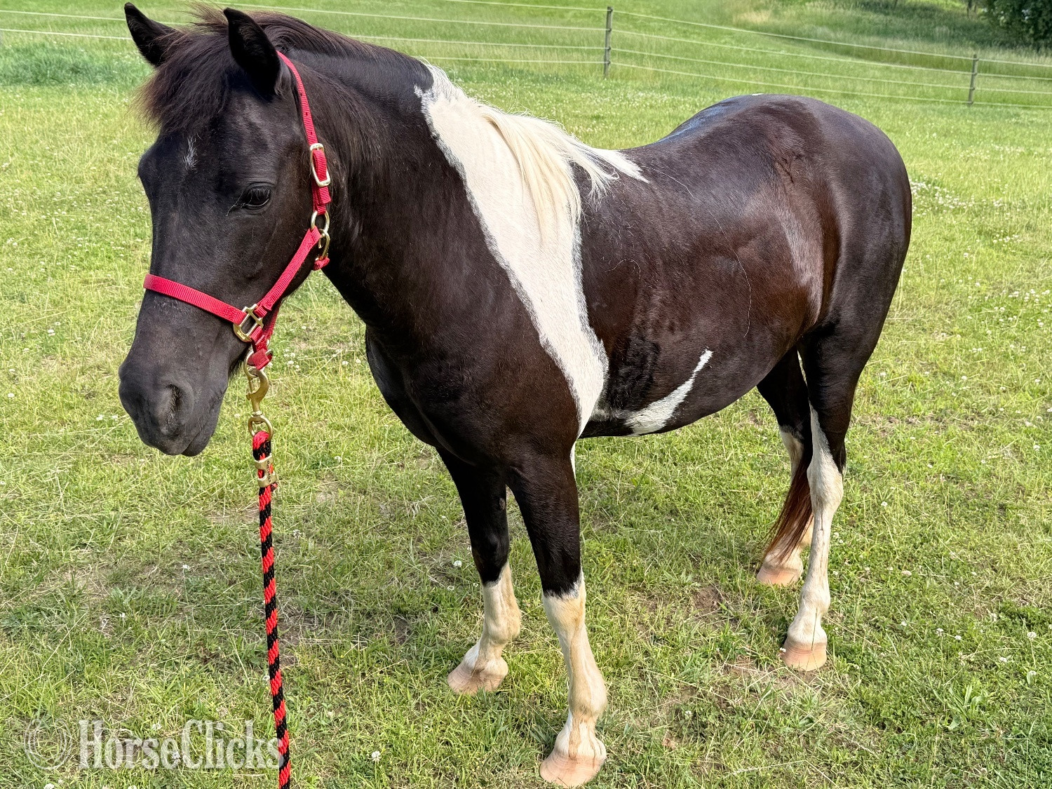 Pony - "Louise" Spotted Mare Pony in Michigan