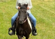 "Louise" Spotted Mare Pony