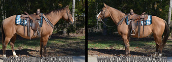 "Zebra" Dun Gelding Quarter Horse