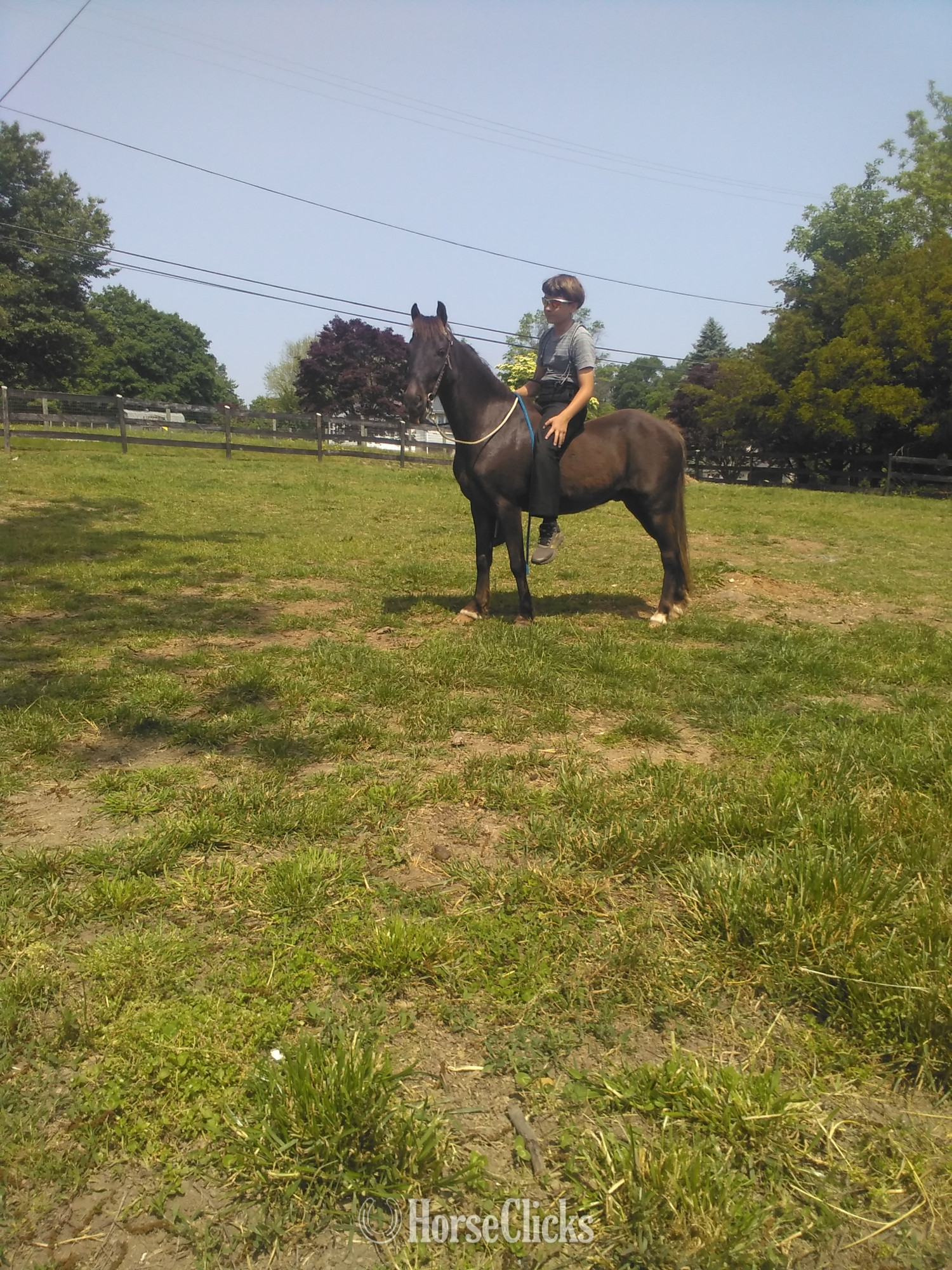 "Apple" Bay Gelding Pony in Pennsylvania