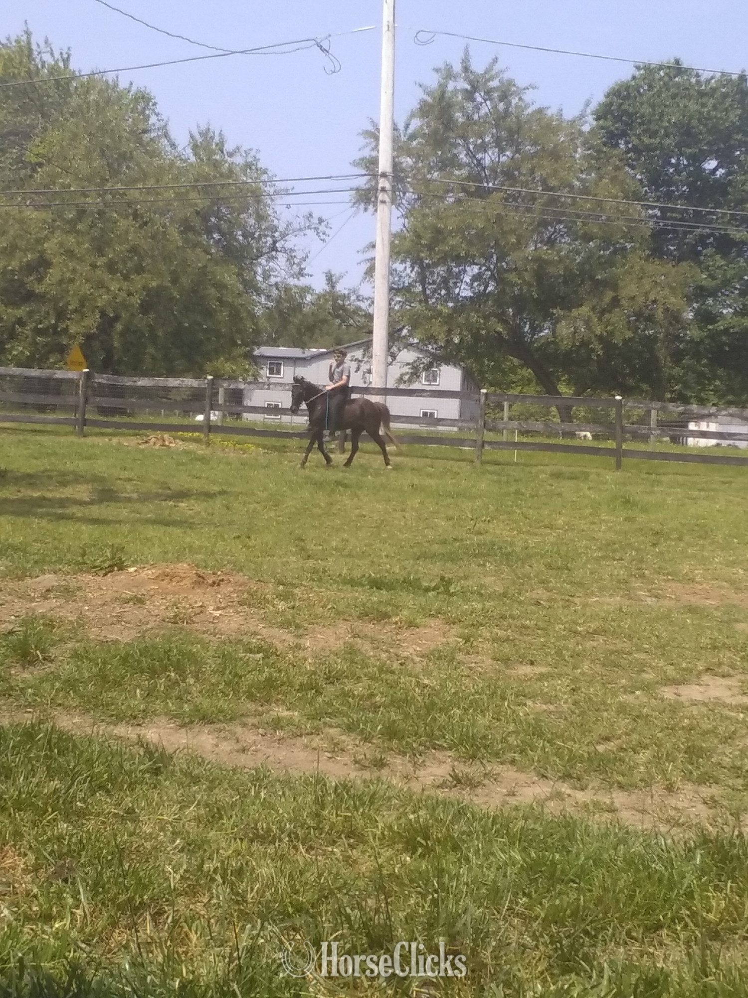 "Apple" Bay Gelding Pony