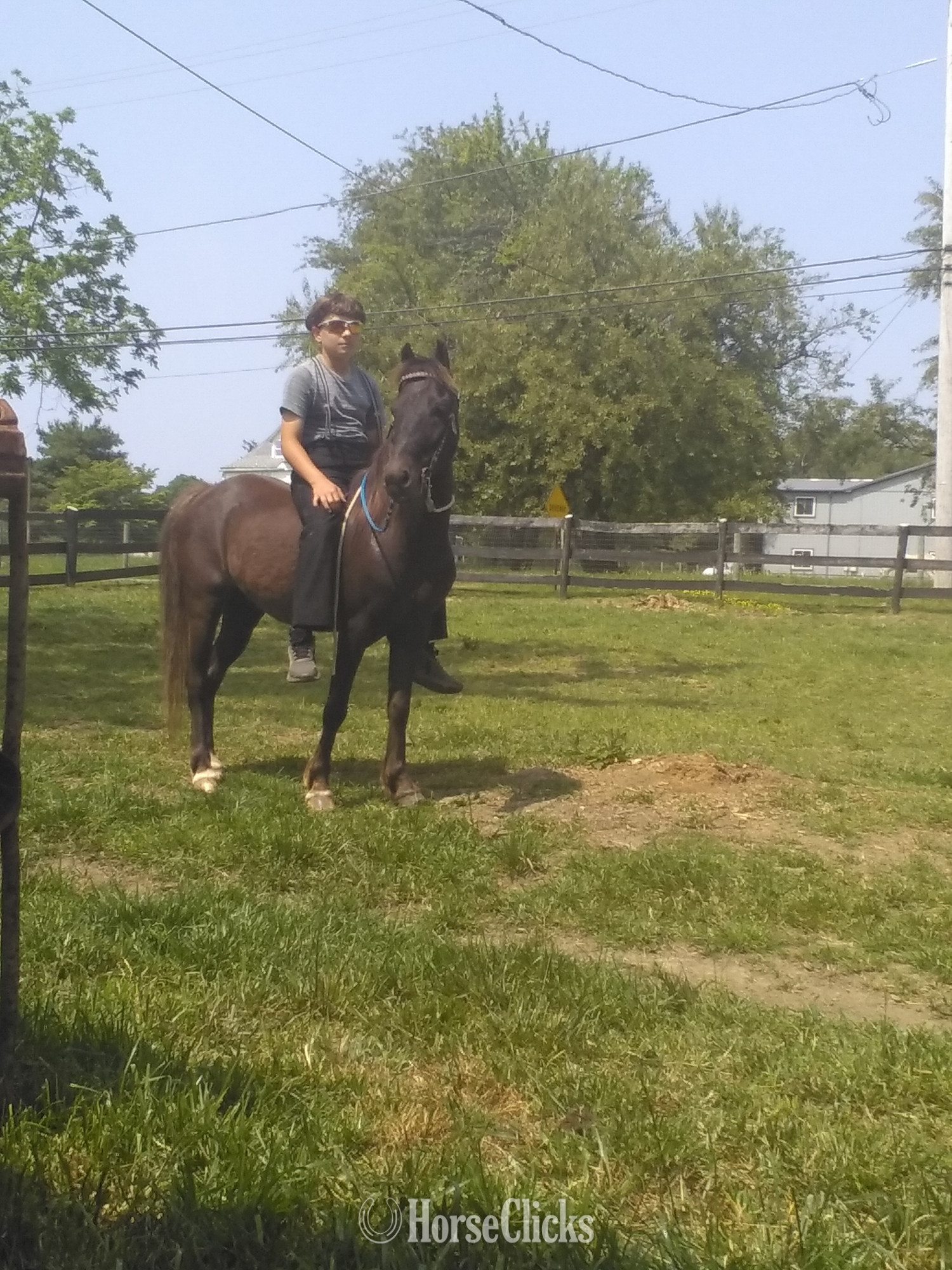 Pennsylvania "Apple" Bay Gelding Pony