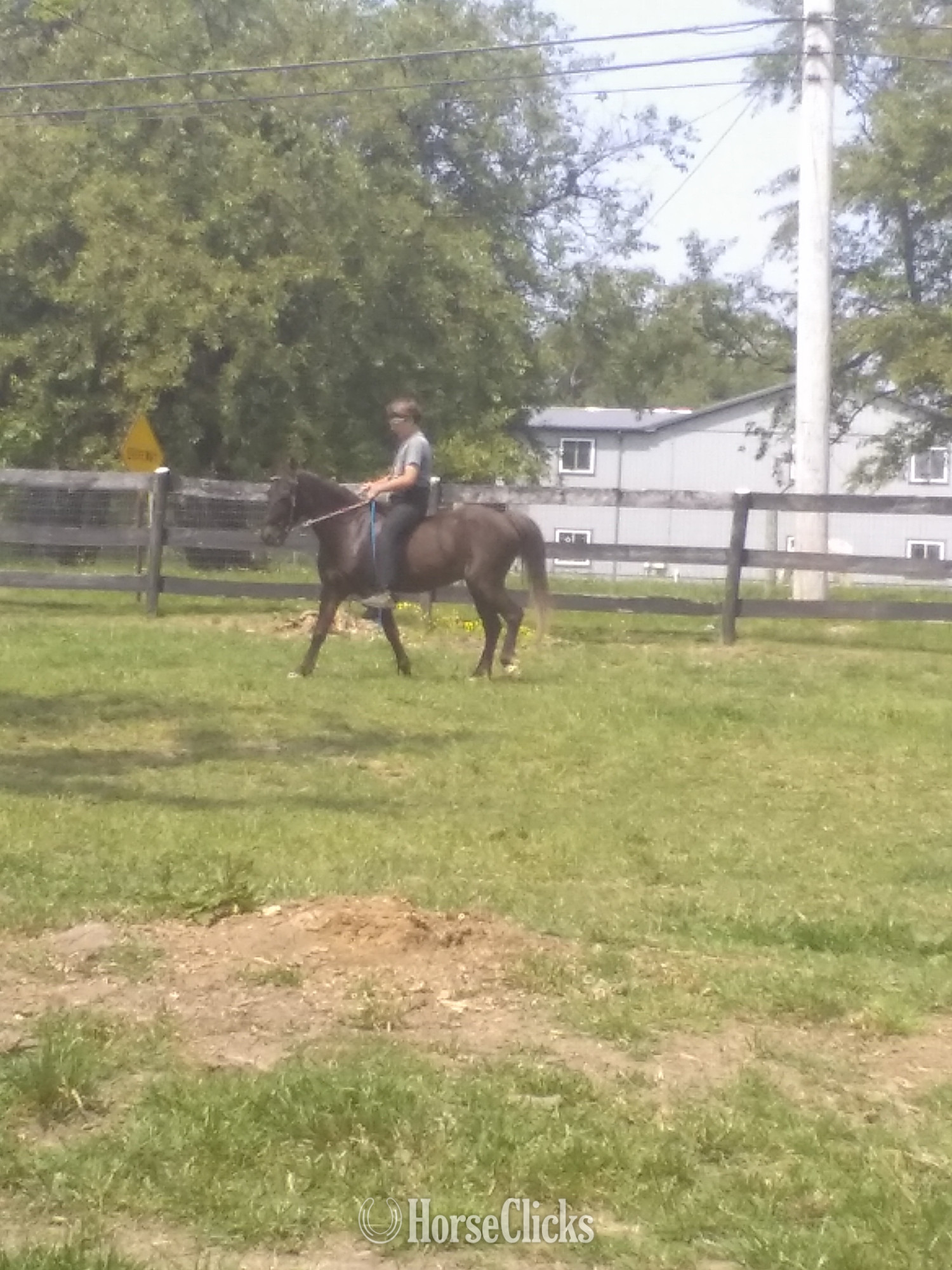 "Apple" Bay Gelding Pony - Pony in Pennsylvania