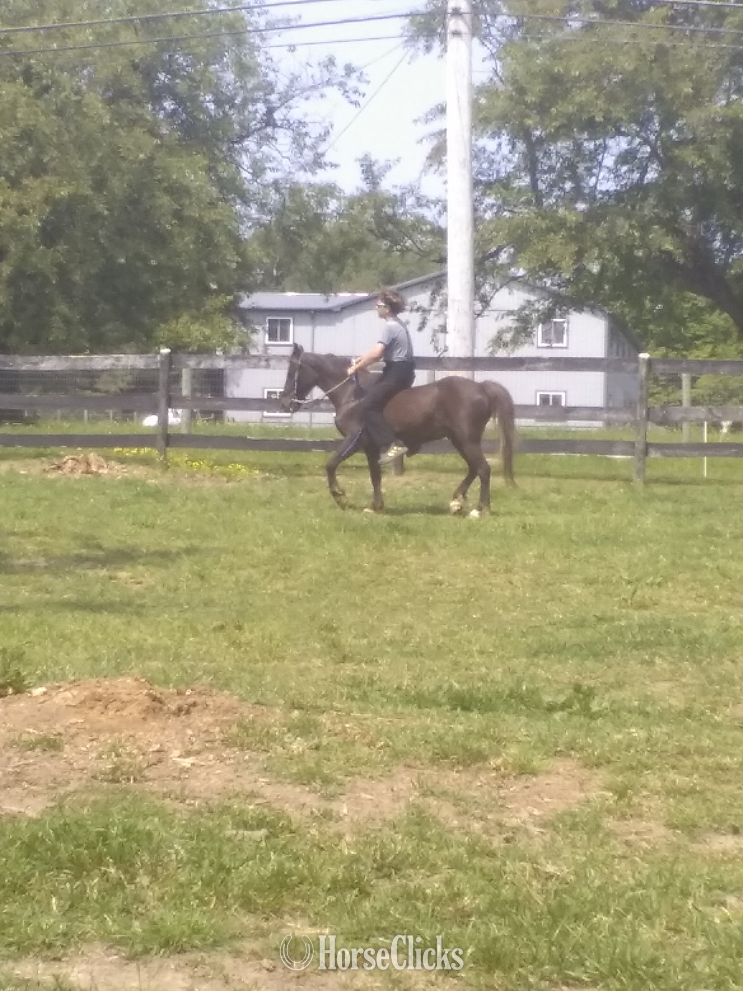"Apple" Bay Gelding Pony - Pony