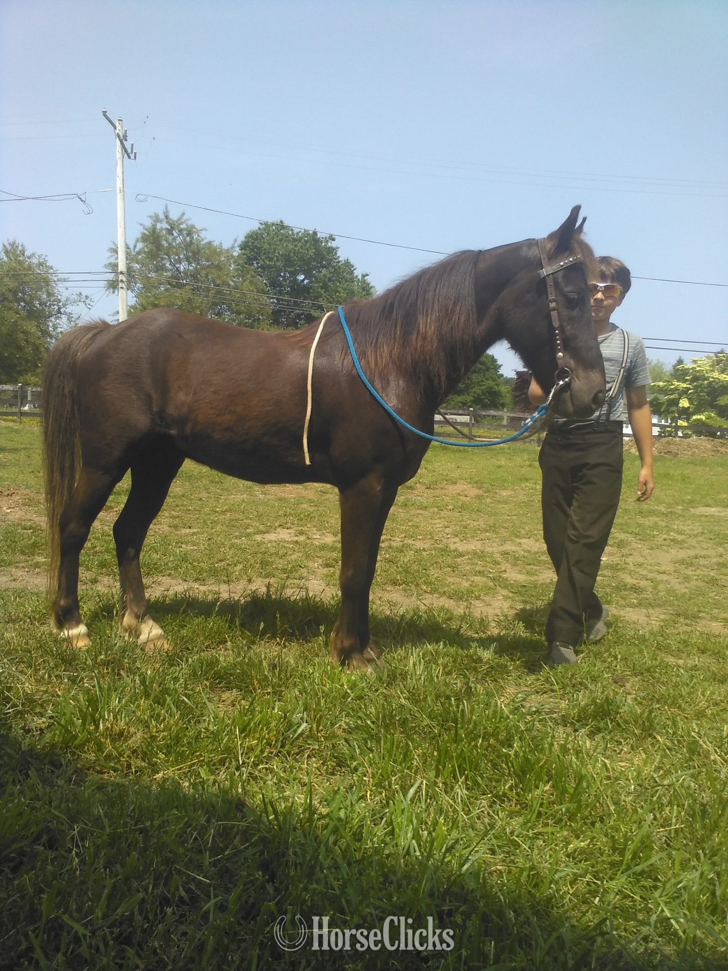 "Apple" Bay Gelding Pony Pennsylvania