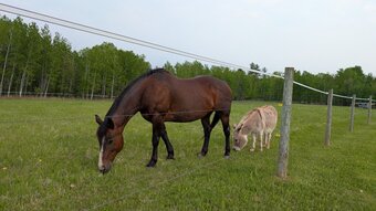 "Blaire" Bay Roan Mare Quarter Horse