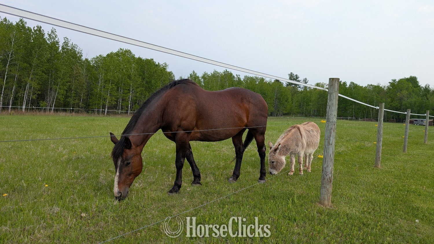 "Blaire" Bay Roan Mare Quarter Horse in Minnesota