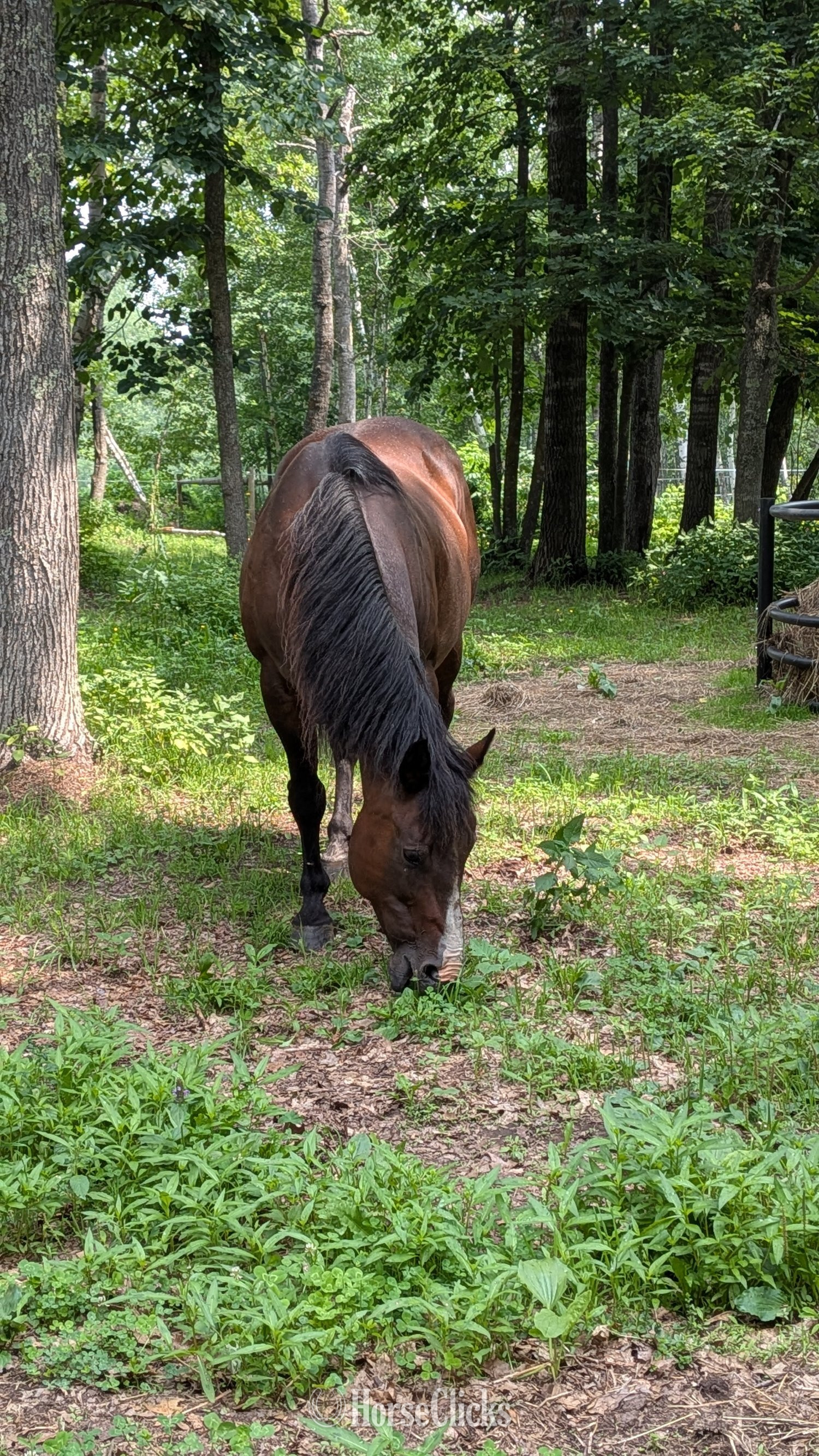 "Blaire" Bay Roan Mare Quarter Horse