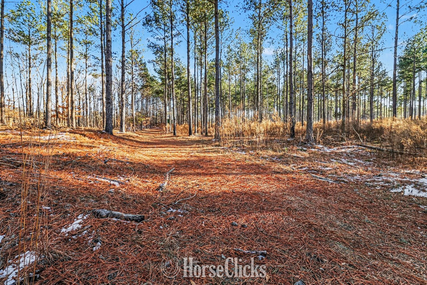 Land For Sale - 63 acres in Comer, GA