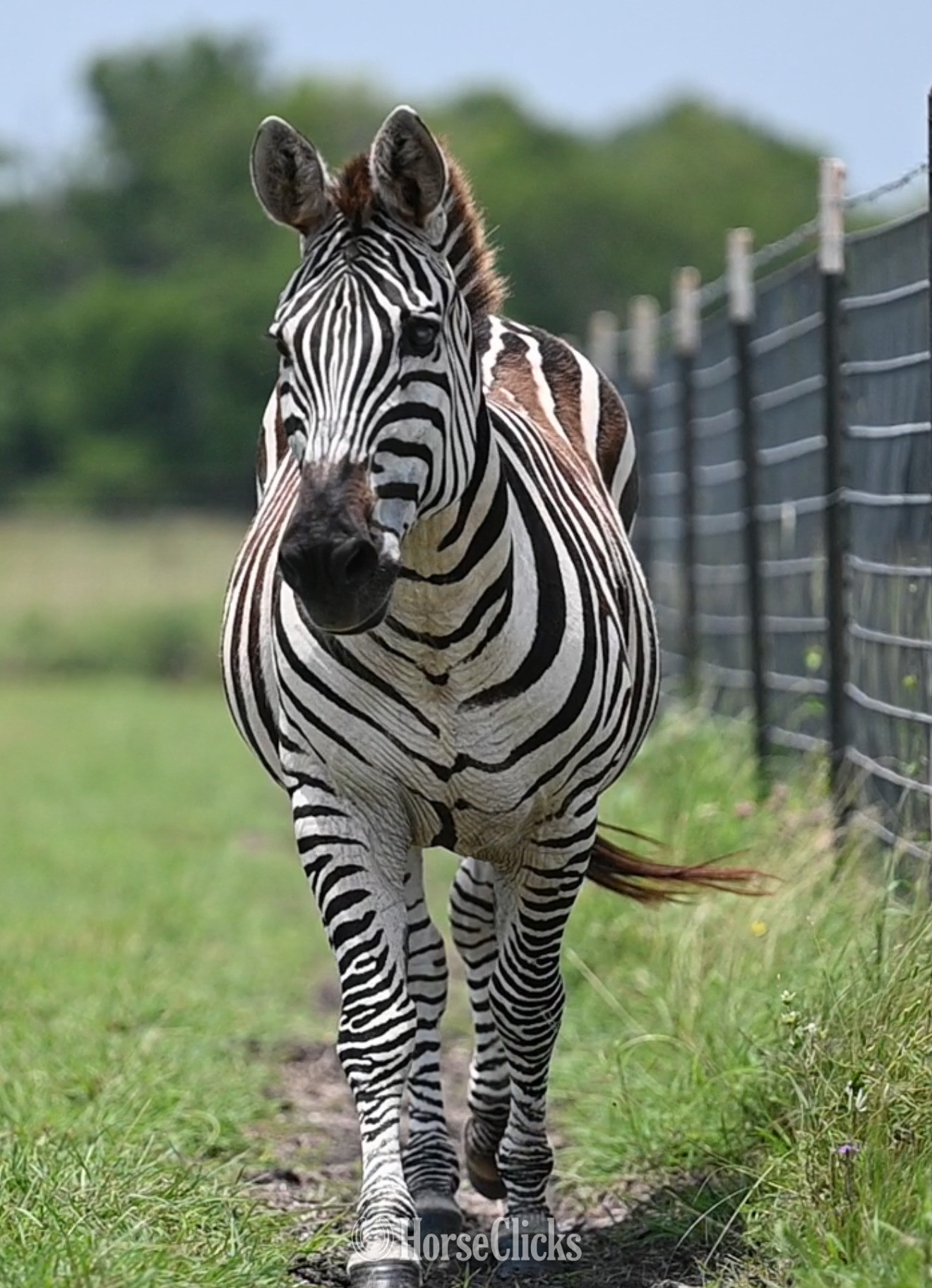 "Z-Man" Piebald Gelding Zebra in Texas