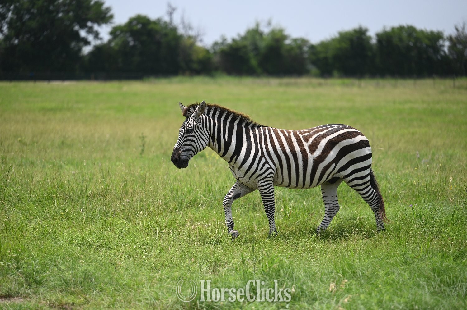 "Z-Man" Piebald Gelding Zebra