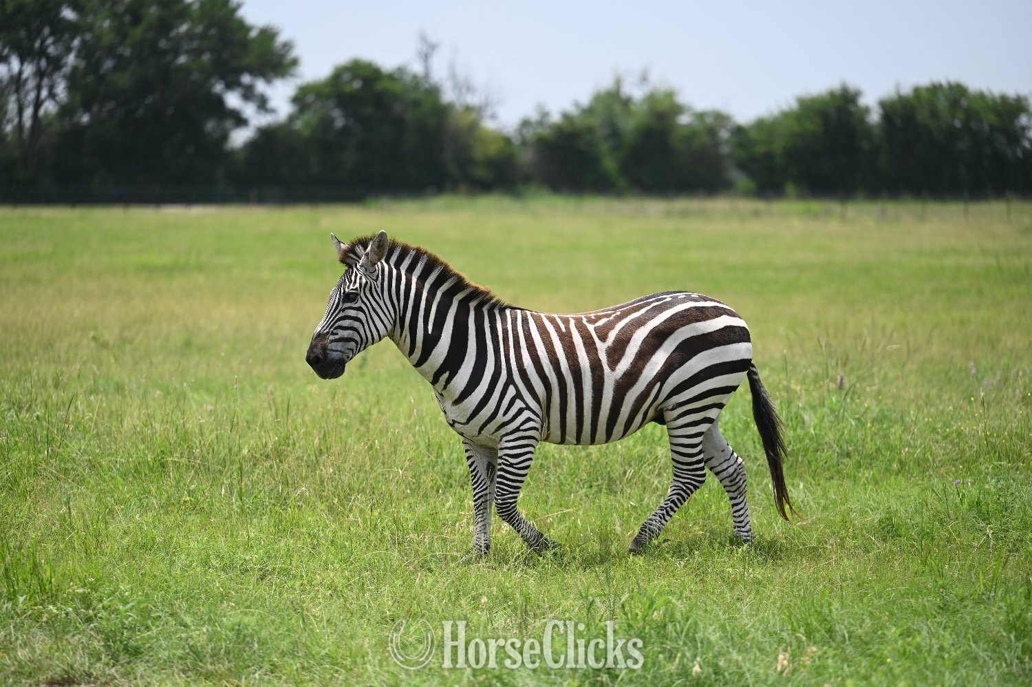 Texas "Z-Man" Piebald Gelding Zebra