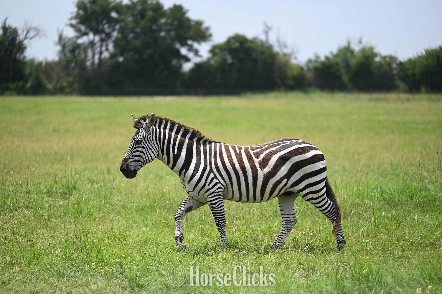 "Z-Man" Piebald Gelding Zebra - Zebra in Texas