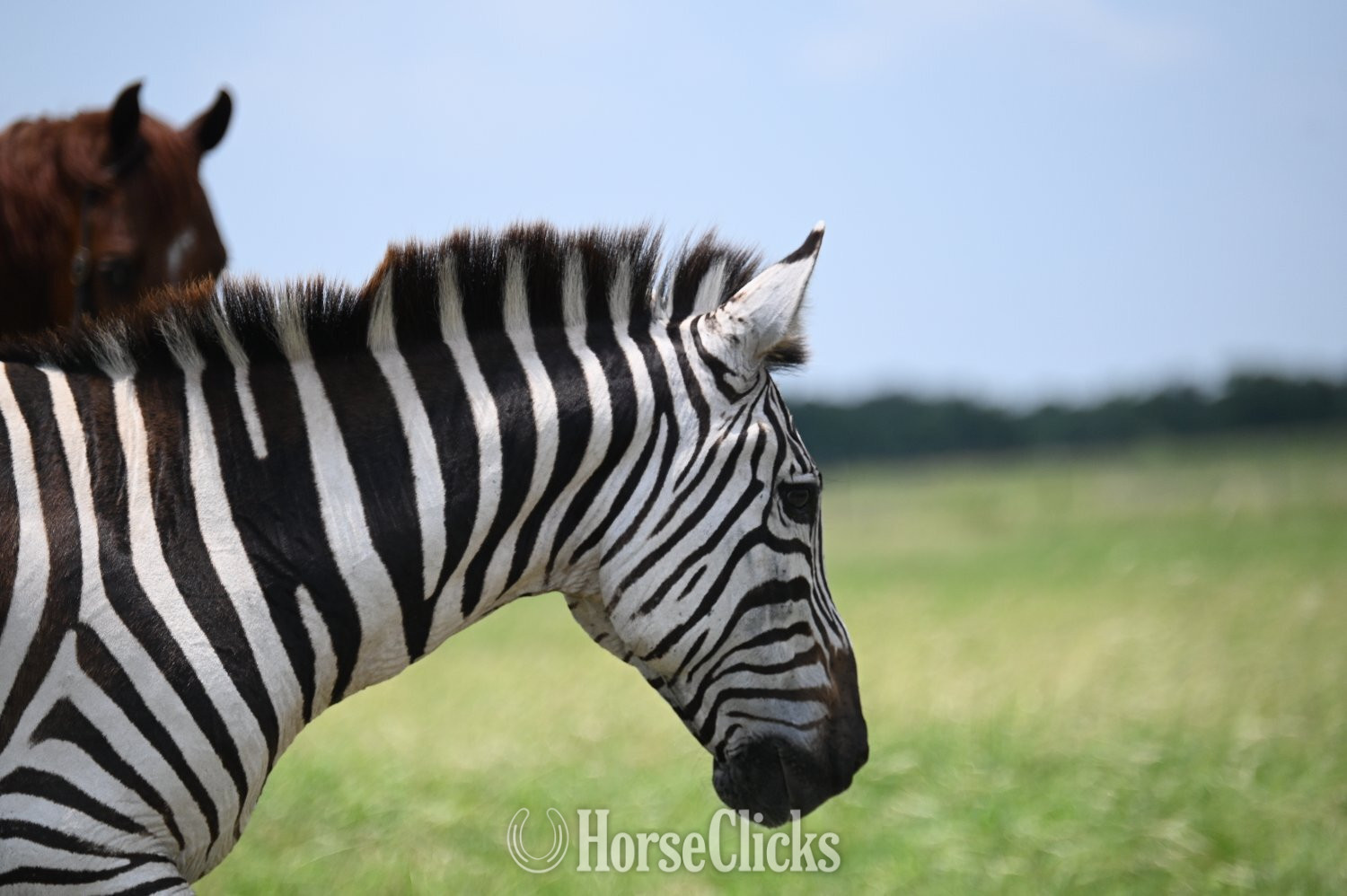 "Z-Man" Piebald Gelding Zebra - Zebra