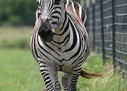 "Z-Man" Piebald Gelding Zebra