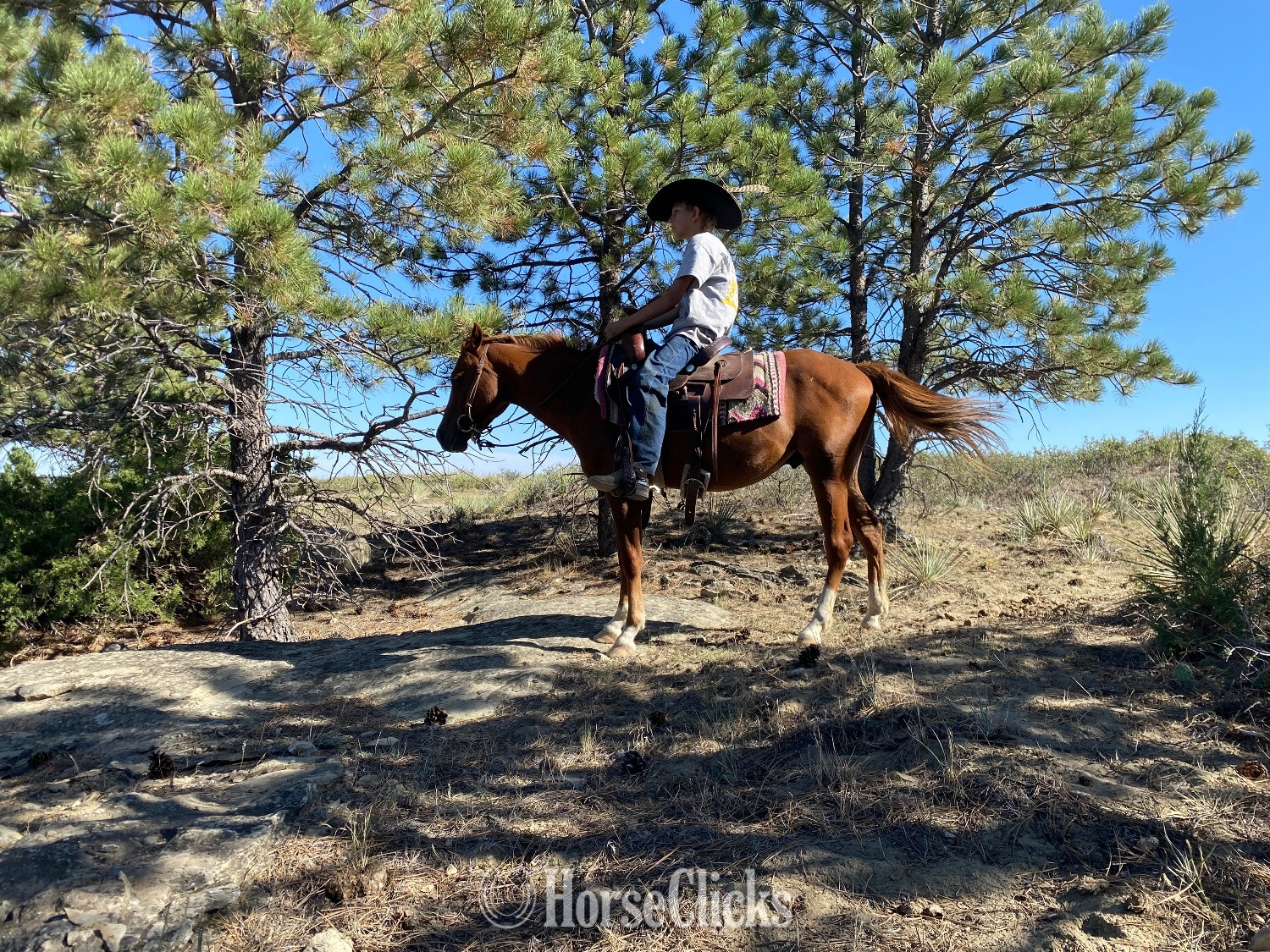 "Governor " Sorrel Gelding Pony in Montana