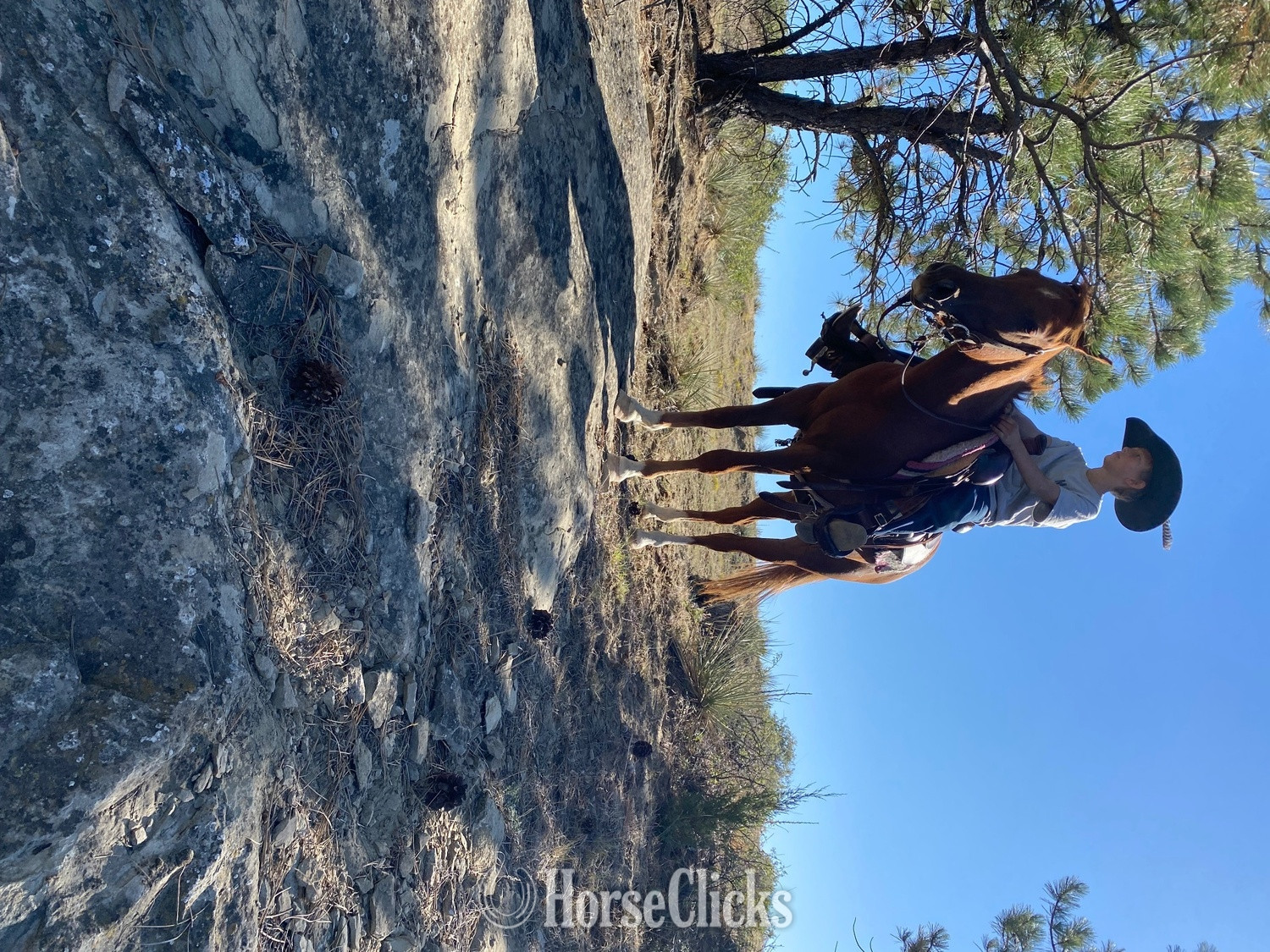 "Governor " Sorrel Gelding Pony - Pony in Montana