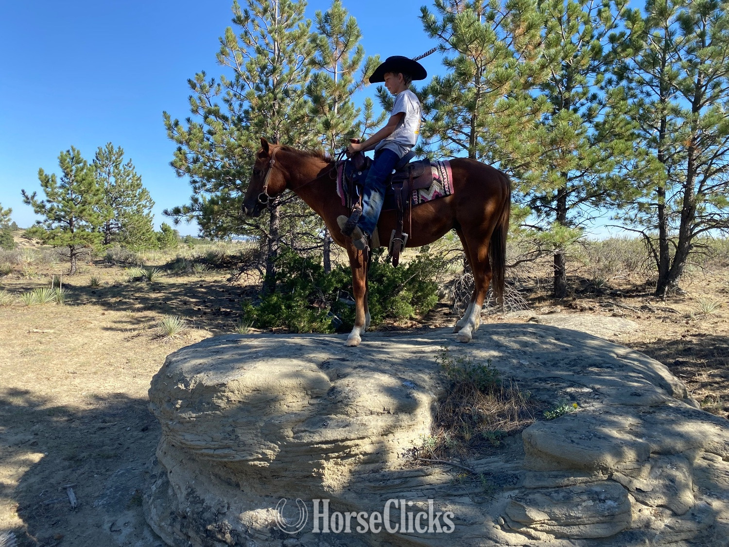 "Governor " Sorrel Gelding Pony Montana