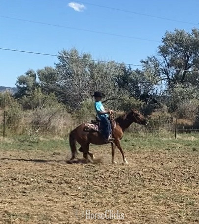 Pony - "Governor " Sorrel Gelding Pony