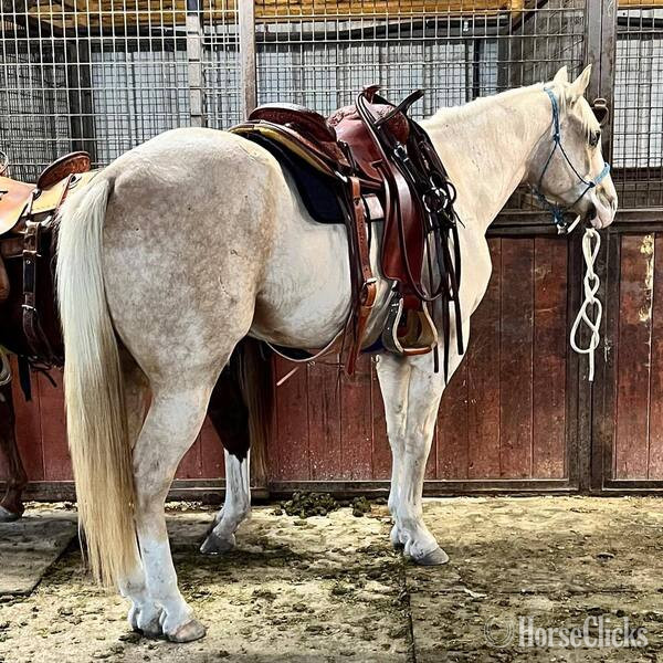 "Griff" Palomino Gelding Quarter Horse in Texas