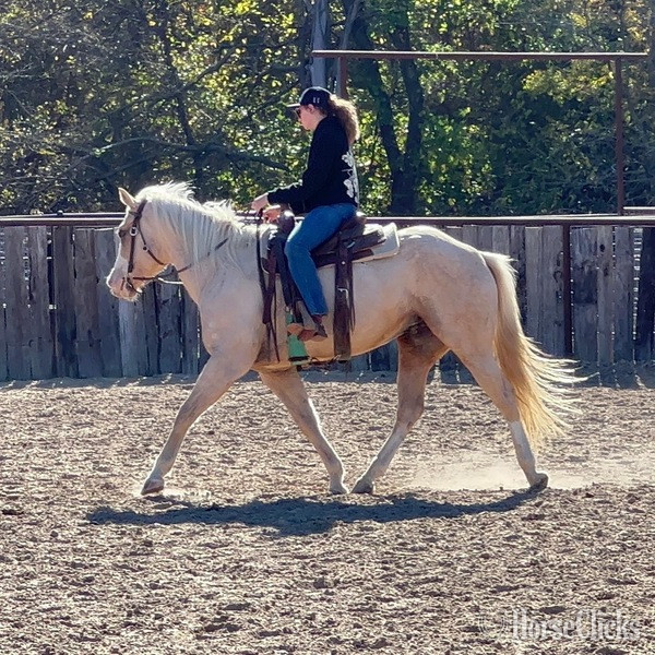 "Griff" Palomino Gelding Quarter Horse