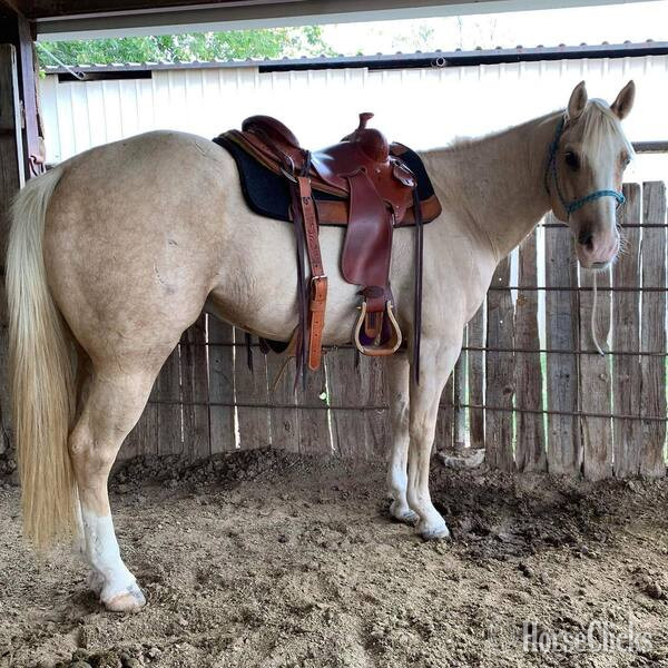 Texas "Griff" Palomino Gelding Quarter Horse