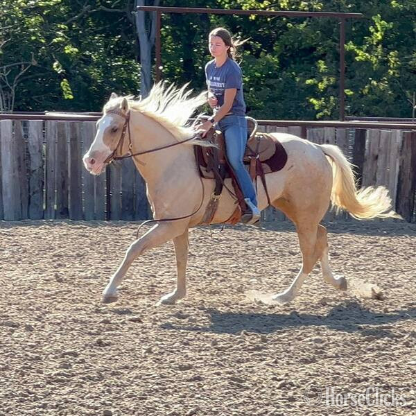 "Griff" Palomino Gelding Quarter Horse - Quarter Horse in Texas