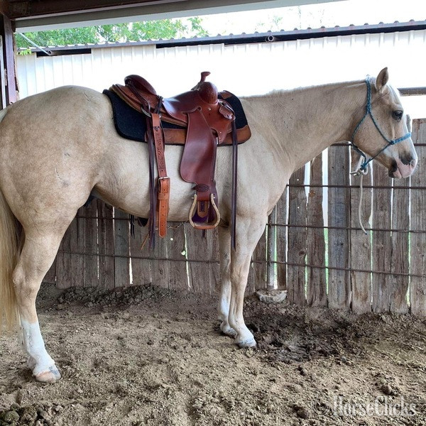 "Griff" Palomino Gelding Quarter Horse - Quarter Horse