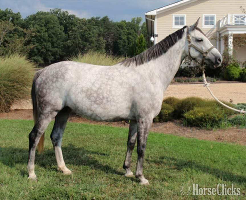 "Indigo" Grey Stallion Holsteiner in Pennsylvania