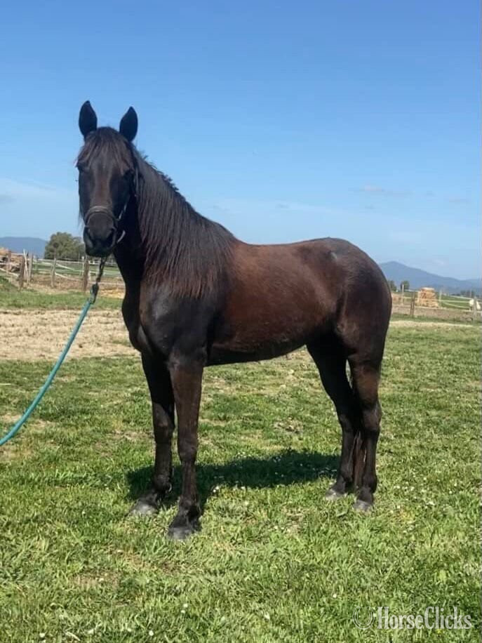 "VESPER"  Mare Tennessee Walker
