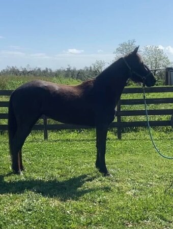 "VESPER"  Mare Tennessee Walker