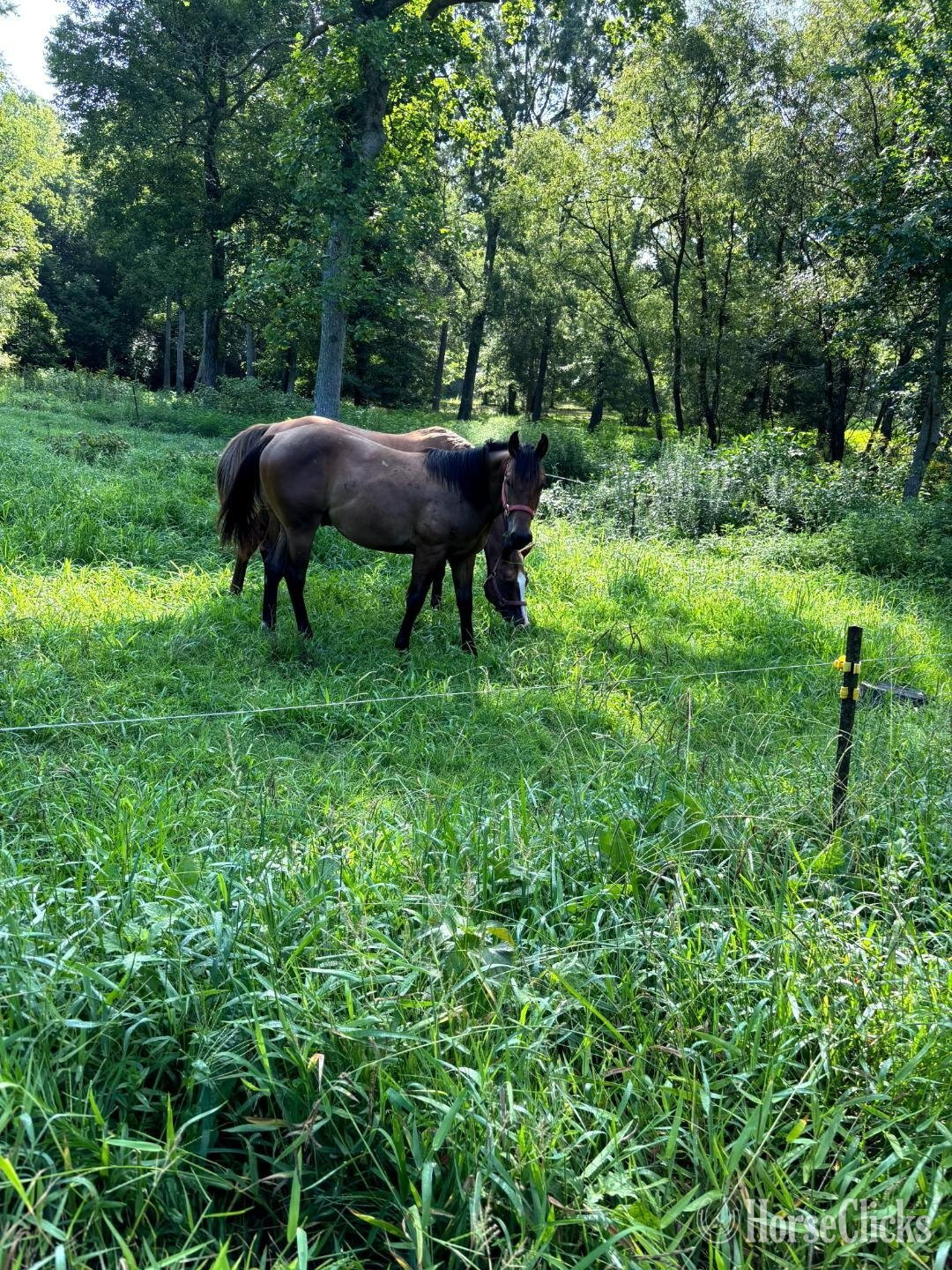 "Dorthy Jean" Buckskin Filly Quarter Horse in North Carolina