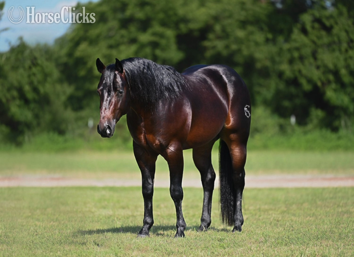 "Wizard " Bay Stallion Quarter Horse