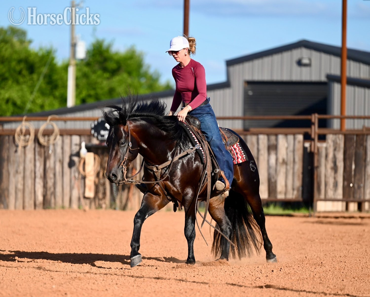 "Wizard " Bay Stallion Quarter Horse - Quarter Horse in Texas