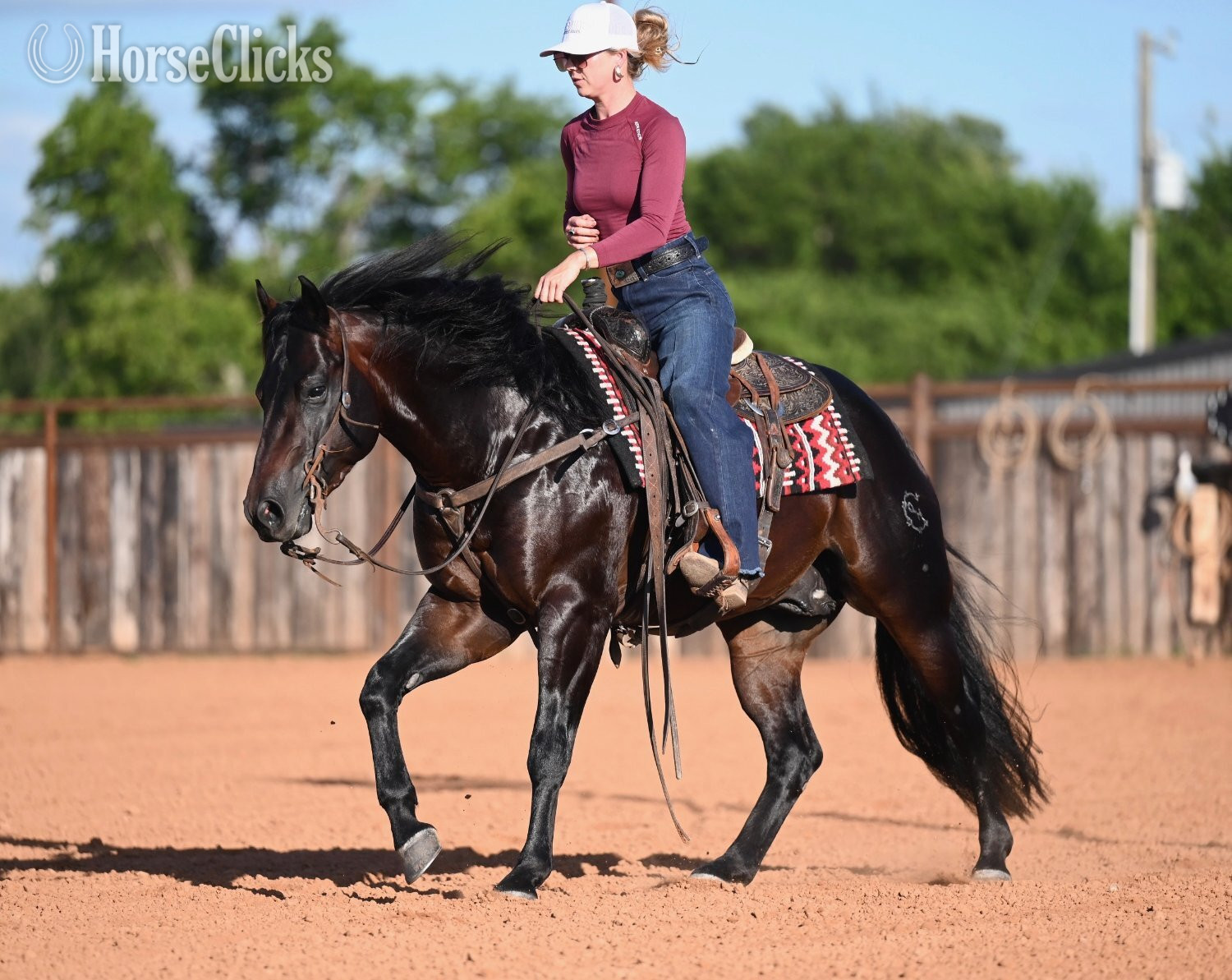 "Wizard " Bay Stallion Quarter Horse - Quarter Horse