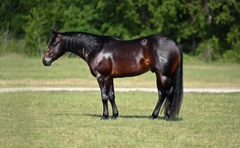 "Wizard " Bay Stallion Quarter Horse