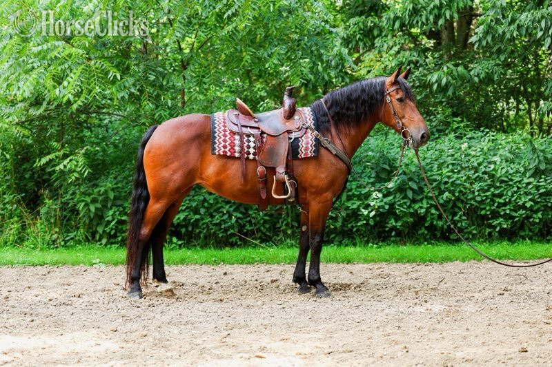 "RAINE"  Mare Friesian in Ohio