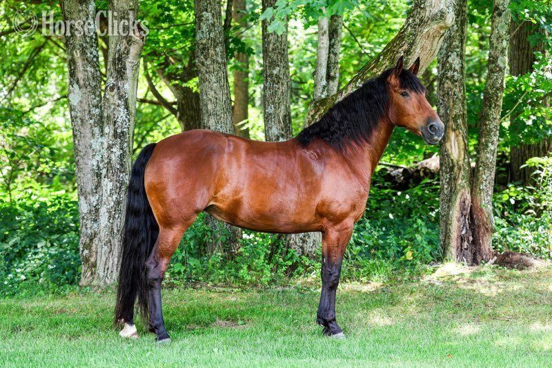 "RAINE"  Mare Friesian