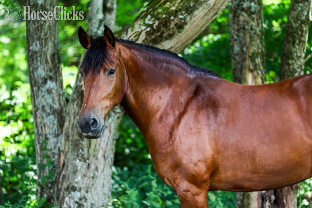 Ohio "RAINE"  Mare Friesian