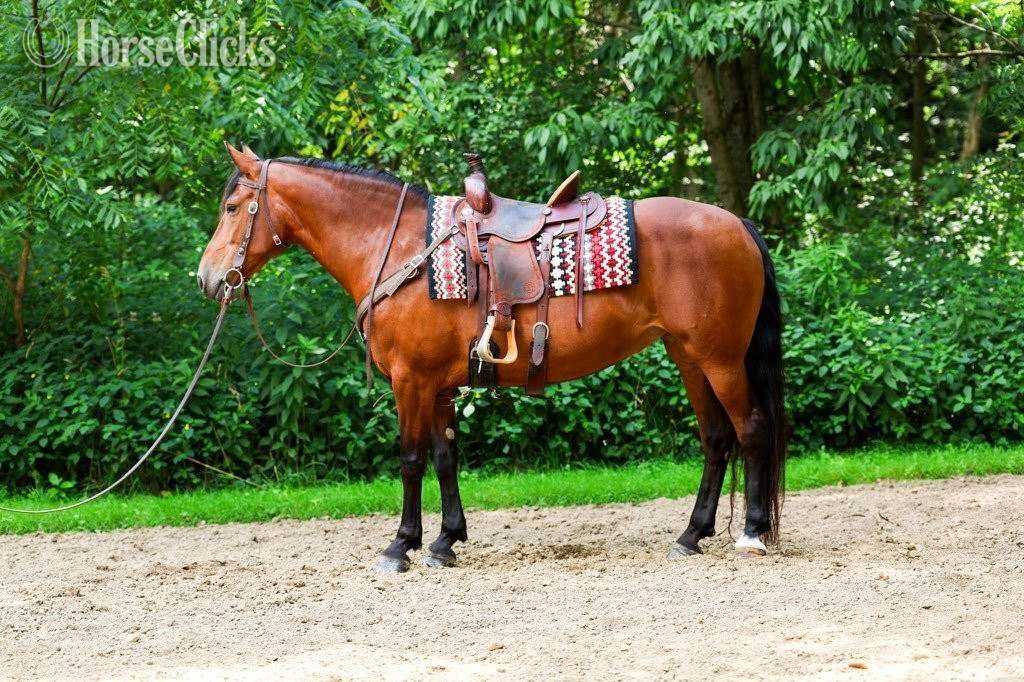"RAINE"  Mare Friesian - Friesian in Ohio