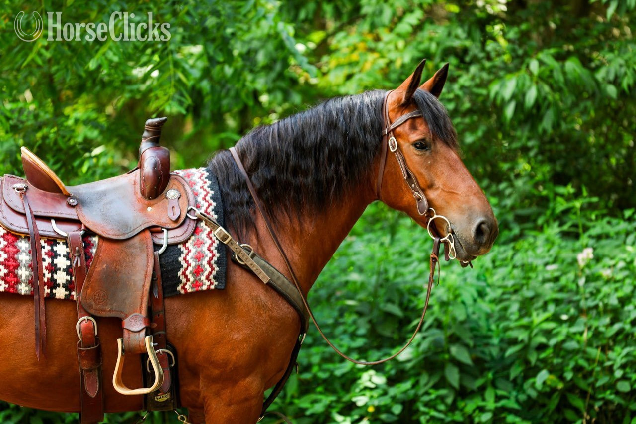 "RAINE"  Mare Friesian - Friesian