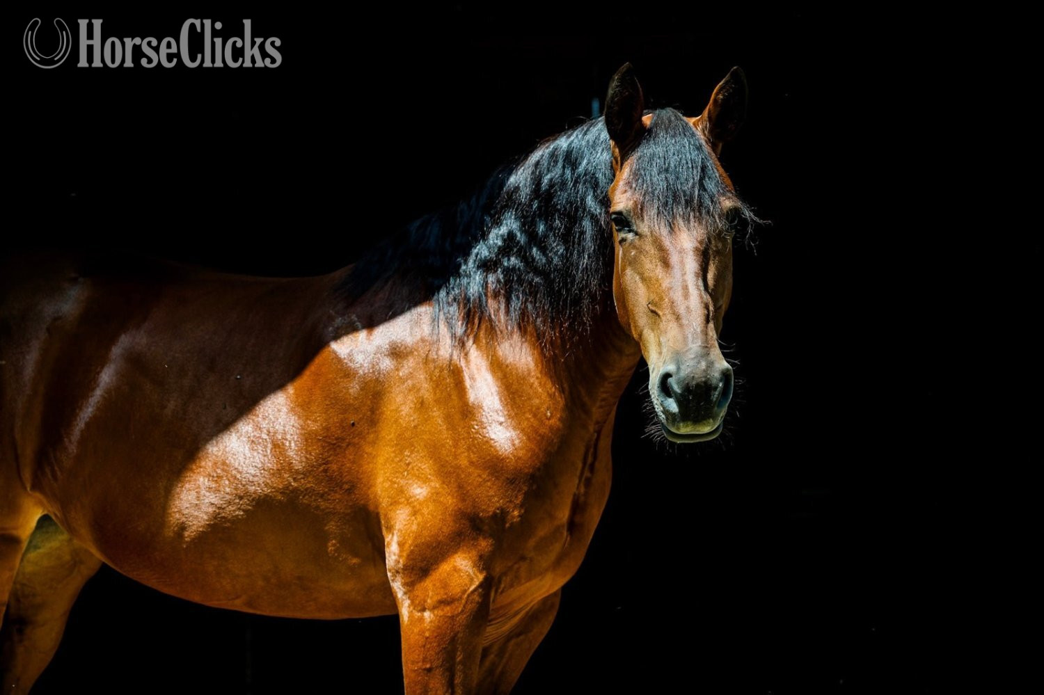 Friesian - "RAINE"  Mare Friesian in Ohio